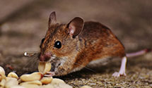 hospital-and-healthcare-facility-pest-management Experts in New Franklin
